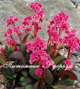 Бадан "Dragonfly Sakura" (Bergenia hybrida)
