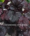 Гейхера "Black Sea" (Heuchera hybride)