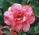 CYCLAMEN LA SEVILLANA (Цикламен Ля Севильяна)