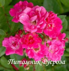 ORLEANS ROSE (Орлеон Роз)