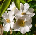 ROSA CANINA  (Роза Канина)