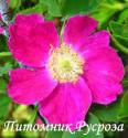 ROSA PENDULINA (Alpina) (Роза Пендулина Альпина)