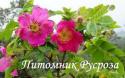 ROSA PENDULINA (Alpina) (Роза Пендулина Альпина)