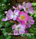 ROSA ADENOCHAETA (Роза Аденочаетта)