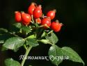 ROSA CORYMBIFERA (Роза Коримбифера)