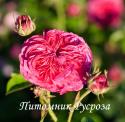 ROSA GALLICA KAWKASSKAJA (Роза Галлика Кавказская)