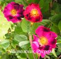 ROSA GALLICA VIOLACEA (Роза Галлика Виолация)