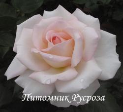 BLOOM OF RUTH (Блюм оф Раф)