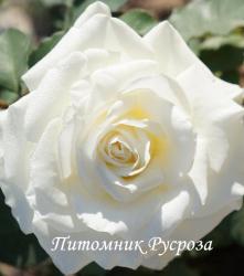 DIADEM WHITE (Дайядем Уайт)