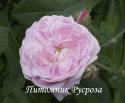 PALE PINK (GALLICA) (Пэйл Пинк)