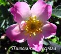 ROSA GLAUCA NOVA (Роза Глаука Нова)