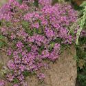 Тимьян ранний "Coccineus" (Thymus praecox)