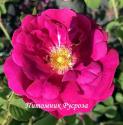 ROSA MUSCOSA RUBRA (Роза Мускоза Рубра)