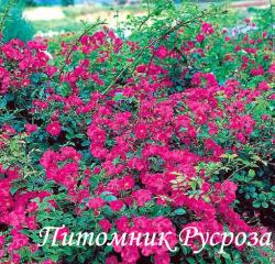 PINK CHIMO (Пинк Чимо)