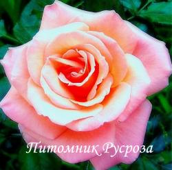 PINK DAWN (CLIMBER) (Пинк Дон)