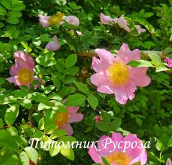 ROSA ROXBURGHII NORMALIS (Роза Роксбурги Нормалис)