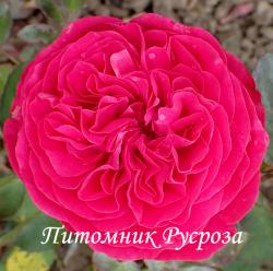 ROSEMARY ROSE (Розмари Роуз)