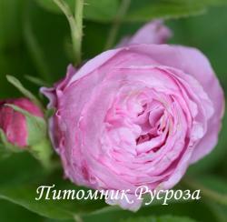 ROSE DES PEINTRES (Роз де Пантр)