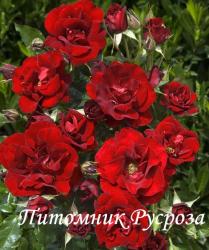 ROSE DE FLEURIE (Роз До Флюри)