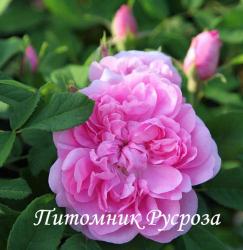 THE COOK'S ROSE (Зе Кукс Роуз)