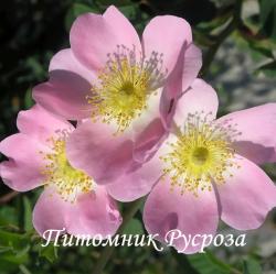 Шиповник плодовый "Vitaminrose" (Piro 3) (Витаминроуз)