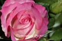 BORDURE ROSE (DELBARA)