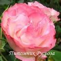 BORDURE ROSE (DELBARA)