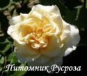 DEBBIE PHILLIPS ROSE (Дебби Филипс Роуз)