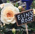 ELIN'S ROSE (Элинс Розэ)