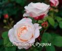 MY GILLET ROSE (Май Джилет Роуз)