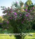 ROSA CALIFORNICA PLENA (Роза Калифорника Плена)