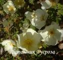 ROSA PTERAGONIS CANTABRIGIENSES (Роза Птерагонис Кантабридженсис)