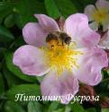 ROSA MULTIFLORA ADENOCHAETA (Роза Мультифлора Аденочаетта)