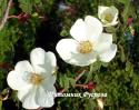 ROSA OMEIENSIS PTERACANTHA (Роза Омиенсис Птеракента)