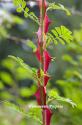 ROSA OMEIENSIS PTERACANTHA (Роза Омиенсис Птеракента)