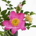 ROSA ROXBURGHII NORMALIS (Роза Роксбурги Нормалис)