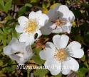 ROSA SEMPERVIRENS (Роза Семпервиренс)