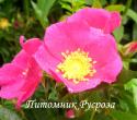 ROSA VIRGINIANA (Роза Вирджиниана)