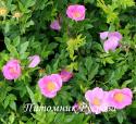 ROSA VIRGINIANA (Роза Вирджиниана)