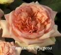 ROSE DE ST GEORGES (Роз де Сан Жорж)