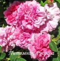 ROSE DES PEINTRES (Роз де Пантр)