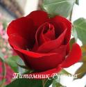 ROSE DE FLEURIE (Роз До Флюри)