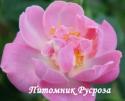 THE LAKELAND ROSE (Зе Лэйклэнд Роуз)