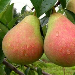 Груша "Виктория"