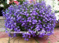 Лобелия ампельная