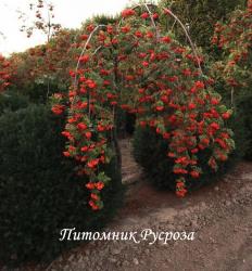 Рябина обыкновенная Пендула на штамбе
