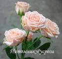JANA (SPRAY) (Яна)