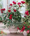 NADIA RENAISSANCE (Надя Ренессанс)