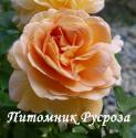 DELATHOM (AMELIE NOTHOMB) (Дулатом)