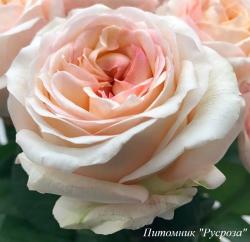 ANGIE ROMANTICA (Энджи Романтика)